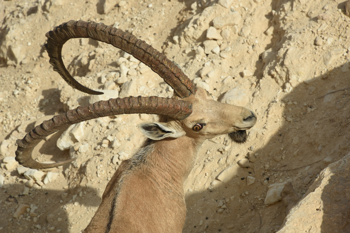 ibex