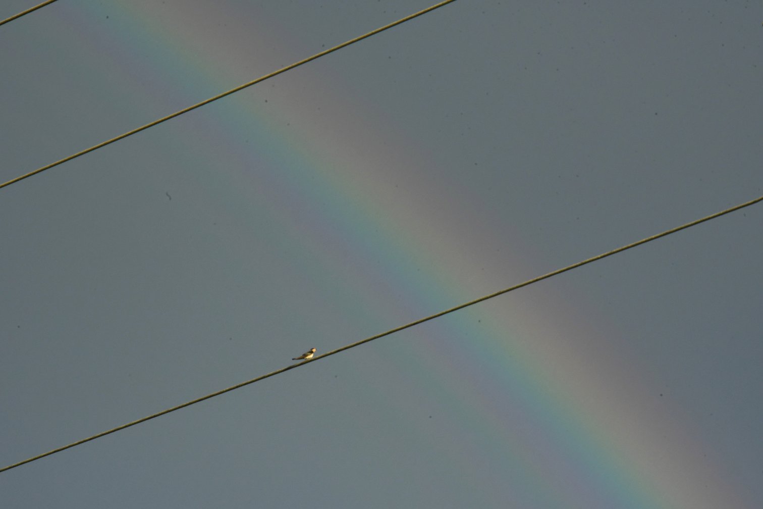 À Cheilly-les-Maranges (Saône-et-Loire), un oiseau semble prendre un instant de pose sur un câble électrique pour admirer un arc-en-ciel.
