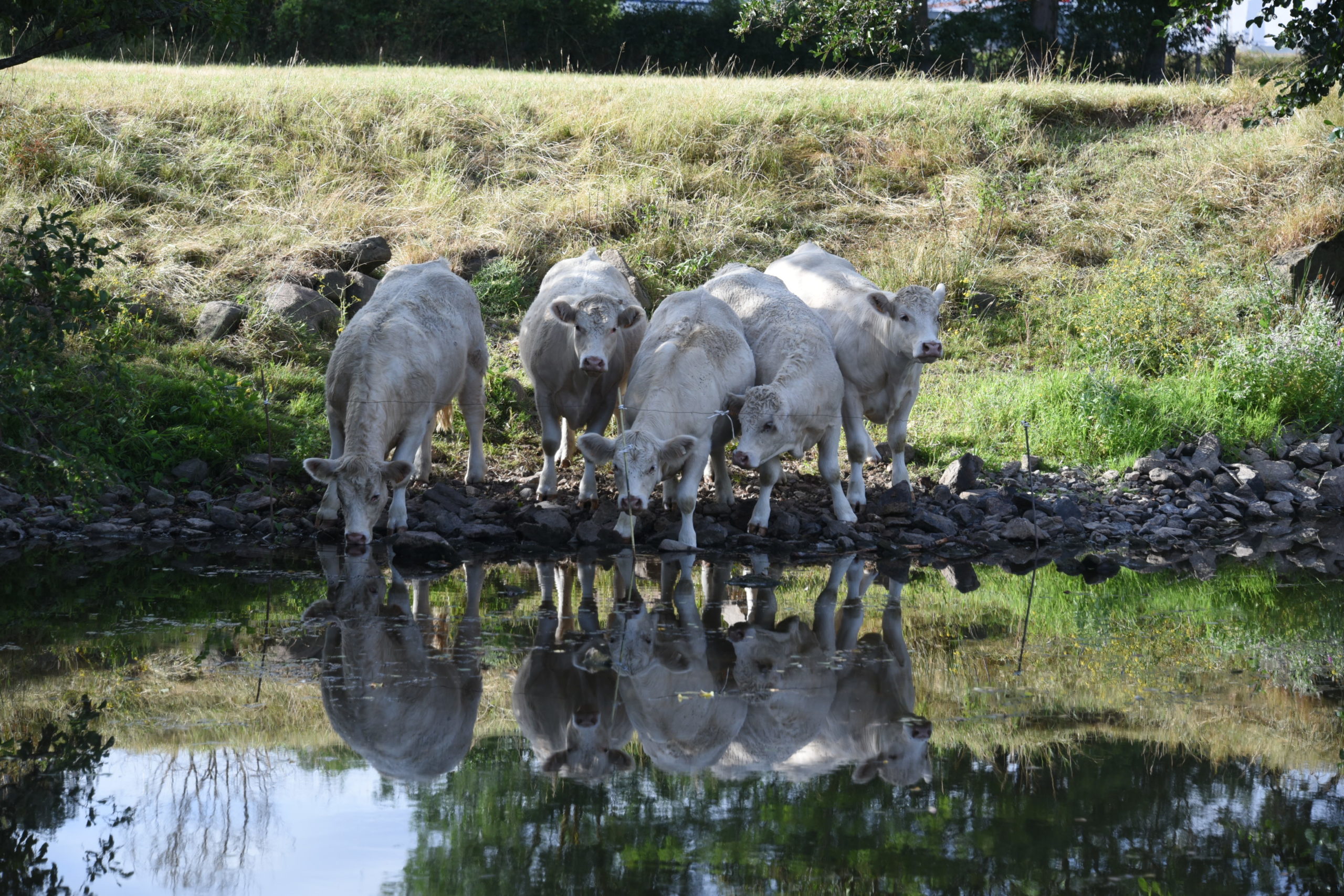 Cinq vaches blanches s'abreuvant le long d'une rivière