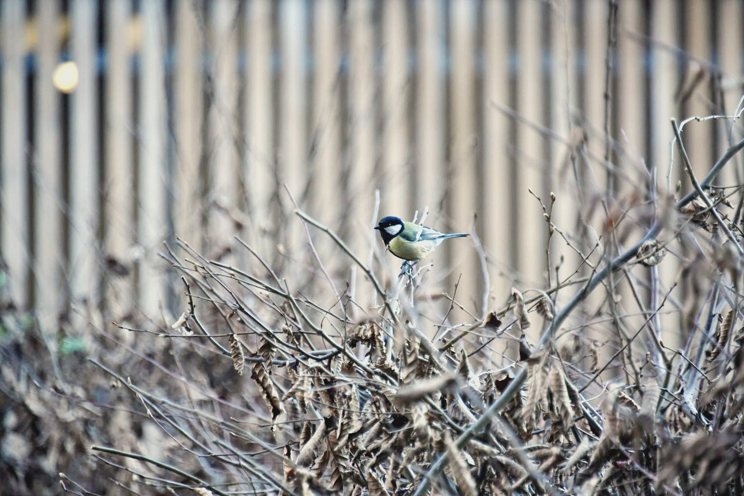 Mésange sur des arbres en hiver