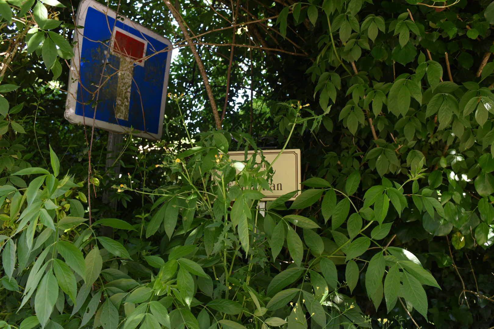 Panneaux recouverts par la végétation, aux abords de la forêt de Bouliac en Gironde